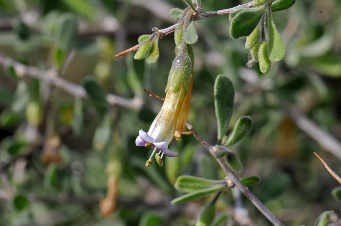 Arizona Desert-thorn has showy lavender flowers that hang down (pendulous) from a main stem. In this species, the stamens extend from the floral tube. These are both good identification characteristics for this species. Lycium exsertum 
